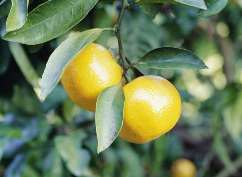 无人,横图,室外,特写,白天,正面,美景,植物,柑橘,水果,叶子,阴影,朦胧,模糊,新鲜,光线,纹理,影子,景观,生食,食品,果实,果树,绿叶,树,树木,食物,两个,黄色,绿色,阳光,自然,嫩叶,景色,有机食品,绿色食品,生长,成长,自然风光,肌理,柑桔,叶,叶片,叶脉,橘子,桔子,彩图,大红蜜橘,大红袍,红橘,黄橘,宽皮橘,桔子树