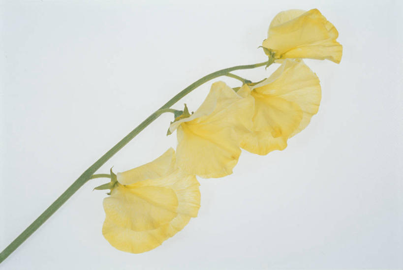 无人,横图,室内,特写,白天,白色背景,正面,植物,四朵,阴影,盛开,反射,影子,豆类,豆子,豌豆,花蕾,荷兰豆,花,花瓣,花朵,鲜花,黄色,花苞,花蕊,摄影,影棚,雪豆,豆科,寒豆,毕豆,麻累,国豆,小寒豆,麦豌豆,甜豌豆,彩图,影棚拍摄,拍摄