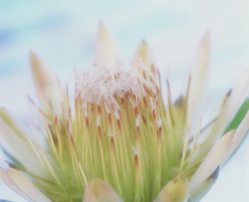 无人,横图,室内,特写,白天,正面,阴影,蓝色背景,朦胧,模糊,盛开,反射,影子,花蕾,花,花瓣,花朵,鲜花,一朵,粉色,花苞,花蕊,摄影,影棚,山龙眼,黄豆树,彩图,影棚拍摄,拍摄,大力王,海神花