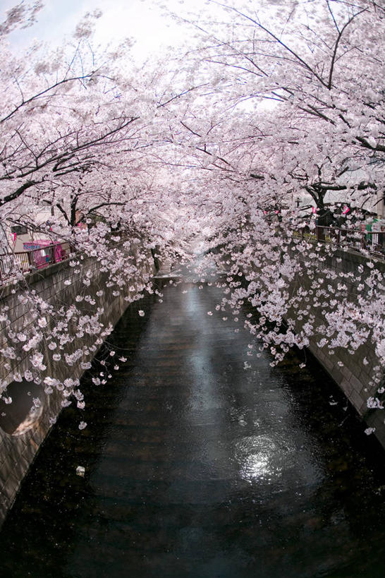 无人,竖图,俯视,室外,白天,旅游,度假,幸福,纯洁,河流,美景,水,植物,樱花,东京,日本,亚洲,许多,阴影,光线,影子,河水,景观,水流,很多,娱乐,树,树木,粉色,绿色,阳光,自然,享受,休闲,景色,放松,生长,成长,等待,生命,自然风光,东亚,本州,关东地方,本州岛,日本国,东京都,仙樱花,福岛樱,青肤樱,高尚,热烈,荆桃,彩图,高角度拍摄,目黑区