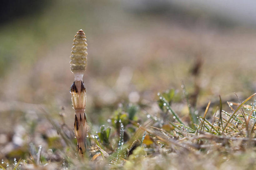无人,横图,室外,特写,白天,正面,草地,草坪,美景,植物,叶子,阴影,朦胧,模糊,光线,影子,景观,绿叶,草,一个,绿色,阳光,自然,嫩叶,景色,单个,自然风光,问荆,接续草,公母草,搂接草,空心草,马蜂草,猪鬃草,黄蚂草,节节草,接骨草,叶,叶片,彩图,木贼,笔头菜