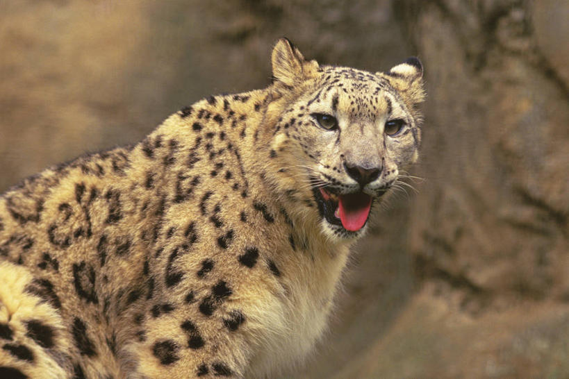 无人,站,横图,室外,白天,侧面,石头,美景,野生动物,阴影,朦胧,模糊,光线,石子,影子,景观,扭头,注视,吐舌头,一只,阳光,自然,动物,观察,看,站着,转头,景色,观看,察看,关注,自然风光,雪豹,凶猛,草豹,残暴,凶残,舌头,石块,岩石,站立,半身,彩图