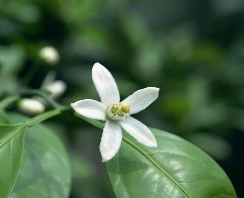 无人,横图,室外,特写,白天,正面,幸福,美景,叶子,阴影,朦胧,模糊,盛开,光线,影子,景观,绿叶,花蕾,花,花瓣,花朵,鲜花,一朵,绿色,白色,阳光,自然,花苞,花蕊,嫩叶,景色,自然风光,善良,侥幸,宽厚,橘花,荣幸,软弱,幸运,叶,叶片,彩图