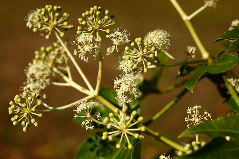 无人,横图,室外,特写,白天,正面,美景,叶子,许多,阴影,朦胧,模糊,盛开,光线,影子,景观,绿叶,很多,花蕾,花,花瓣,花朵,鲜花,黄色,绿色,阳光,自然,花苞,花蕊,嫩叶,景色,自然风光,八角金盘,八角金盆,八叶金盘,叶,叶片,彩图