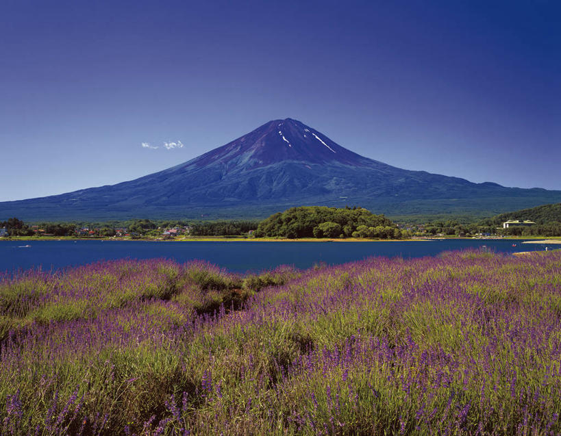 无人,横图,室外,白天,正面,仰视,爱情,旅游,度假,草地,草坪,湖,湖泊,花海,花圃,火山,美景,山,山脉,水,植物,叶子,富士山,日本,亚洲,盛开,湖面,景观,山峰,水流,水面,山峦,浪漫,花蕾,娱乐,草,花,花瓣,花朵,花卉,鲜花,树,树木,蓝色,绿色,紫色,蓝天,天空,自然,香草,湖水,花丛,花束,花田,群山,天,花苞,花蕊,薰衣草,享受,休闲,景色,放松,生长,晴朗,成长,自然风光,呼吸,东亚,本州,万里无云,本州岛,日本国,中部地方,山梨,山梨县,灵香草,黄香草,富士五湖,奇迹,活火山,晴空,晴空万里,彩图,低角度拍摄,河口湖,南都留郡,富士河口湖町