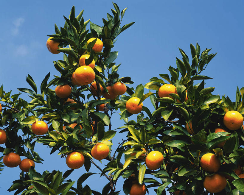 无人,横图,室外,特写,白天,仰视,美景,植物,柑橘,水果,许多,吊挂,悬挂,阴影,新鲜,光线,影子,景观,云,云朵,生食,食品,果实,果树,很多,挂,云彩,树,树木,食物,蓝色,绿色,白云,蓝天,天空,阳光,自然,天,橙色,景色,有机食品,绿色食品,生长,晴朗,成长,自然风光,柑桔,晴空,橘子,桔子,彩图,低角度拍摄,大红蜜橘,大红袍,红橘,黄橘,宽皮橘,桔子树