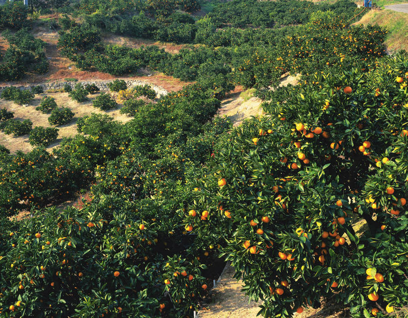 无人,横图,俯视,室外,白天,旅游,度假,美景,植物,柑橘,水果,广岛县,日本,亚洲,许多,吊挂,悬挂,阴影,新鲜,光线,影子,景观,生食,食品,果实,果树,很多,挂,娱乐,树,树木,食物,黄色,绿色,阳光,自然,享受,休闲,景色,放松,有机食品,绿色食品,生长,成长,自然风光,东亚,本州,本州岛,日本国,広岛,中国地方,柑桔,橘子,桔子,彩图,高角度拍摄,大红蜜橘,大红袍,红橘,黄橘,宽皮橘,桔子树