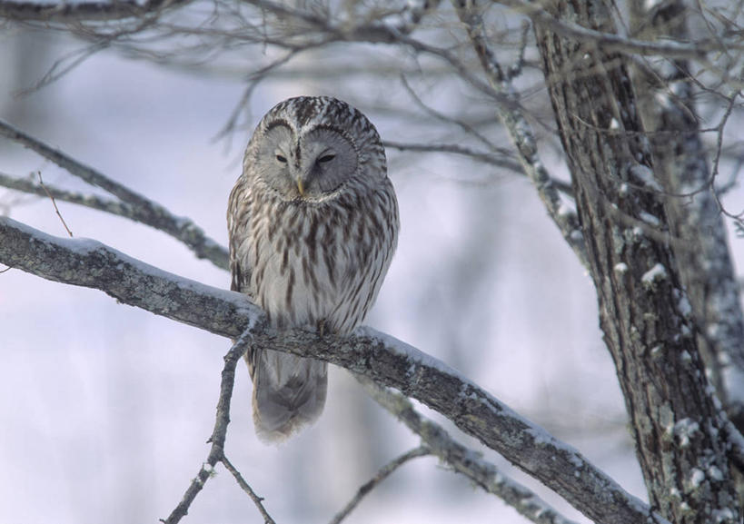 无人,横图,室外,白天,正面,旅游,度假,美景,雪,大雪,鸟,野生动物,北海道,日本,亚洲,阴影,朦胧,模糊,反射,鸟类,影子,积雪,景观,雪景,冬季,冬天,枝条,停留,娱乐,树枝,一只,自然,动物,享受,休闲,景色,放松,寒冷,停止,自然风光,凶猛,东亚,日本国,北海道地方,北海道岛,严寒,钏路支厅,长尾林鸮,逗留,停顿,虬枝,枝杈,怪鸱,鸺鸱,残暴,凶残,鸮,枭,彩图,全身,林鸮,振兴局,钏路综合振兴局,鸱鸮,鸮角鸱,钏路,钏路市,道东