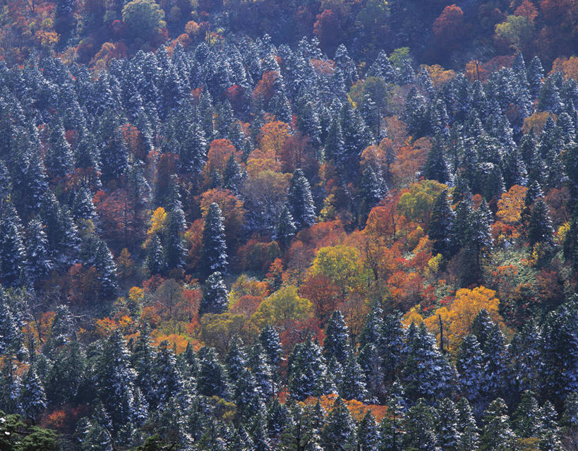 无人,横图,俯视,航拍,室外,白天,旅游,度假,美景,秋季,森林,树林,植物,叶子,秋田县,日本,亚洲,阴影,光线,影子,景观,枯叶,落叶,娱乐,树,树木,黄色,绿色,阳光,自然,享受,休闲,景色,放松,生长,成长,鸟瞰,自然风光,东亚,本州,本州岛,日本国,秋田,东北地方,八幡平,叶,叶片,秋,秋天,彩图,高角度拍摄,鹿角郡