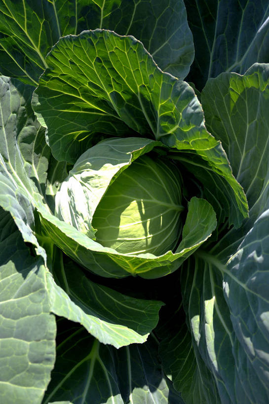 无人,农田,竖图,俯视,室外,特写,白天,庄稼,农作物,美景,蔬菜,阴影,新鲜,光线,影子,景观,大白菜,食品,白菜,食物,一个,绿色,阳光,自然,景色,有机食品,绿色食品,单个,自然风光,结球白菜,胶菜,彩图,高角度拍摄,耕地,庄稼田,黄芽白