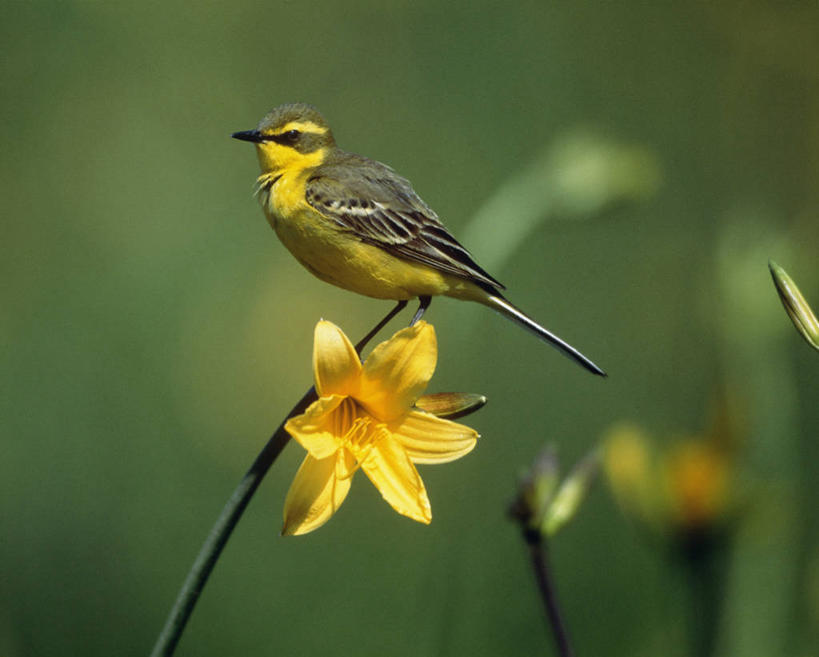 无人,横图,室外,特写,白天,侧面,爱情,陶醉,美景,水仙花,鸟,北海道,日本,亚洲,阴影,朦胧,模糊,盛开,光线,鹡鸰,鸟类,影子,景观,枝条,花蕾,停留,花,花瓣,花朵,鲜花,树枝,一朵,一只,黄色,阳光,自然,花苞,花蕊,景色,停止,自然风光,记忆,东亚,日本国,北海道地方,北海道岛,金盏银台,玉玲珑,女史花,雅蒜,天蒜,敬意,自恋,爱情鸟,白颤儿,白颊鹡鸰,白面鸟,点水雀,眼纹鹡鸰,张飞鸟,逗留,停顿,虬枝,枝杈,黄鹡鸰,凌波仙子,水仙,天葱,彩图,全身