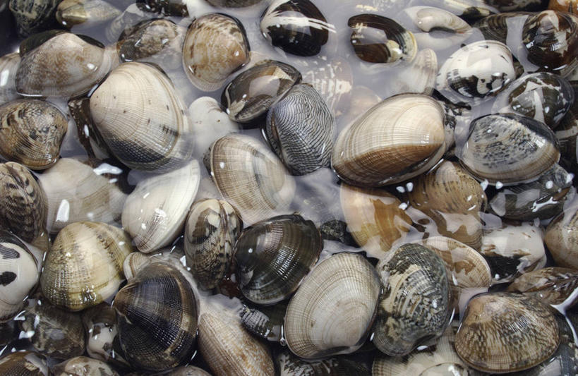 海鲜,无人,横图,俯视,室内,特写,白天,水,一堆,许多,阴影,波纹,堆叠,堆积,透明,反射,液体,影子,气泡,水滴,涟漪,漩涡,很多,水泡,蛤蜊,水产,海洋生物,水珠,水纹,泡泡,蛤,摄影,影棚,堆,圆弧,水生动物,海产品,水生物,海底动物,蛤仔,彩图,高角度拍摄,影棚拍摄,拍摄,花蛤,文蛤