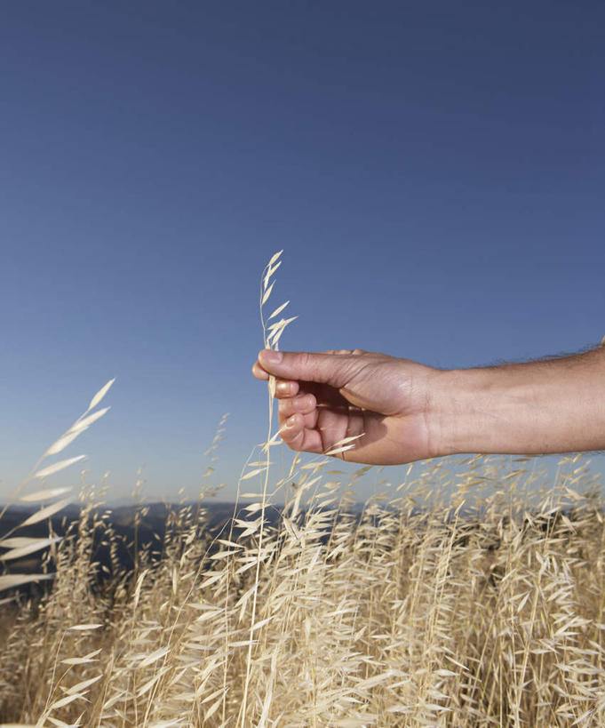 东方人,一个人,竖图,室外,特写,白天,正面,草地,草坪,森林,树林,植物,芦苇,亚洲,仅一个男性,仅一个人,握,阴影,枯萎,光线,影子,枯草,黄种人,草,树,树木,仅一个年轻男性,绿色,蓝天,天空,阳光,自然,天,握着,生长,成长,芦芛,芦,芦花,苇,男人,男性,年轻男性,亚洲人,半身,彩图