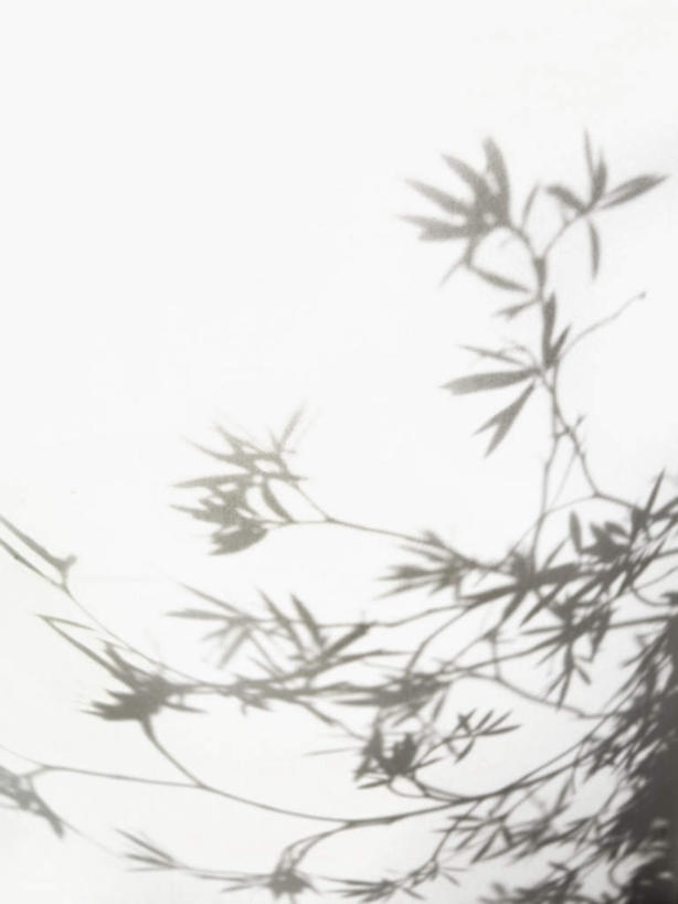 无人,果园,竖图,黑白,室外,特写,白天,正面,美景,田园,植物,叶子,景观,果树,绿叶,枝条,树,树木,树枝,绿色,自然,嫩叶,景色,生长,成长,自然风光,田庄,橄榄树,齐墩果,油橄榄,虬枝,枝杈,园子,叶,叶片