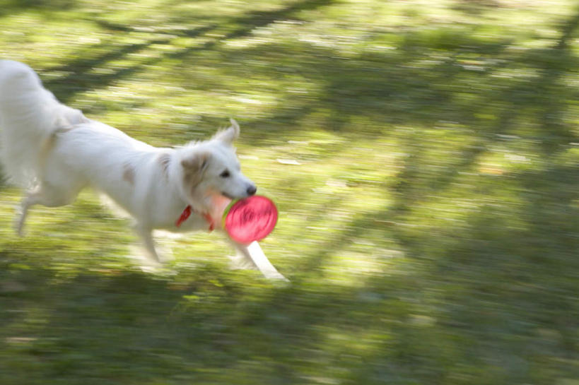 无人,跑,横图,俯视,室外,白天,锻炼,游戏,运动,草地,草坪,植物,宠物,狗,玩具,咬,阴影,光线,影子,玩,拉布拉多,注视,娱乐,拉布拉多猎犬,草,一只,绿色,阳光,动物,飞盘,观察,看,休闲,可爱,益智,观看,活动,咬着,察看,发泄,关注,消遣,智力,拉布拉多犬,忠诚,宣泄,体育,犬,跑步,玩耍,嬉戏,半身,彩图,高角度拍摄,健身