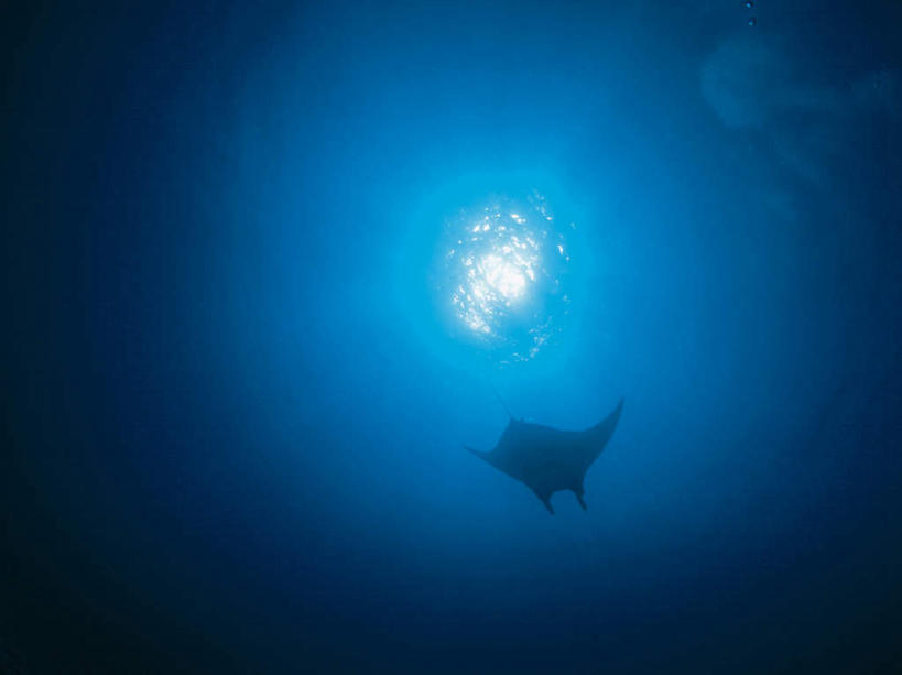 游泳,海鲜,无人,横图,室外,白天,仰视,海浪,海洋,美景,太阳,一条,阴影,光线,鱼,影子,景观,浪花,水产,鱼类,海洋生物,蓝色,蓝天,天空,阳光,自然,海水,天,景色,晴朗,自然风光,水生动物,海产品,水生物,海景,海底动物,魟鱼,魔鬼鱼,蝠鲼,万里无云,泅水,拍浮,大海,风浪,海,海水的波动,近岸浪,涌浪,晴空,晴空万里,彩图,低角度拍摄,全身