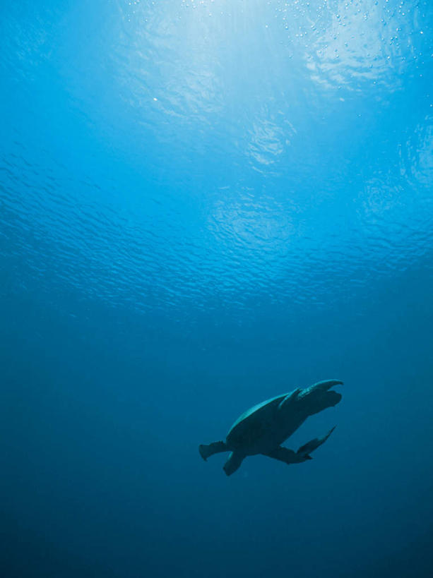 游泳,无人,竖图,室外,白天,仰视,海浪,海洋,美景,太阳,龟,阴影,梦幻,透明,发光,光束,光线,影子,景观,浪花,光亮,海洋生物,一只,蓝色,阳光,自然,海水,健康,景色,石龟,绿海龟,未来,发亮,自然风光,水生动物,坚定,水生物,海景,海底动物,憧憬,绿蠵龟,长寿,理智,沉静,泅水,冷色,高深,冷淡,拍浮,大海,风浪,海,海水的波动,近岸浪,涌浪,海龟,彩图,低角度拍摄,全身