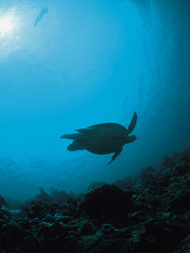 游泳,无人,竖图,室外,白天,仰视,海浪,海洋,美景,太阳,龟,阴影,梦幻,透明,发光,光束,光线,影子,景观,浪花,光亮,海洋生物,一只,蓝色,阳光,自然,海水,健康,景色,石龟,绿海龟,未来,发亮,自然风光,水生动物,坚定,水生物,海景,海底动物,憧憬,绿蠵龟,长寿,理智,沉静,泅水,冷色,高深,冷淡,拍浮,大海,风浪,海,海水的波动,近岸浪,涌浪,海龟,彩图,低角度拍摄,全身