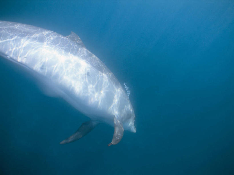 游泳,无人,横图,室外,白天,仰视,海底,水下,海浪,海洋,美景,哺乳动物,鲸鱼,一头,透明,景观,浪花,水底,海洋生物,蓝色,自然,海水,动物,景色,可爱,海底世界,活泼,鲸,自然风光,水生动物,水生物,海景,海底动物,理智,沉静,泅水,鲸类,冷色,高深,冷淡,白暨豚,白鳍,白鳍豚,拍浮,大海,风浪,海,海床,海水的波动,近岸浪,涌浪,半身,彩图,低角度拍摄