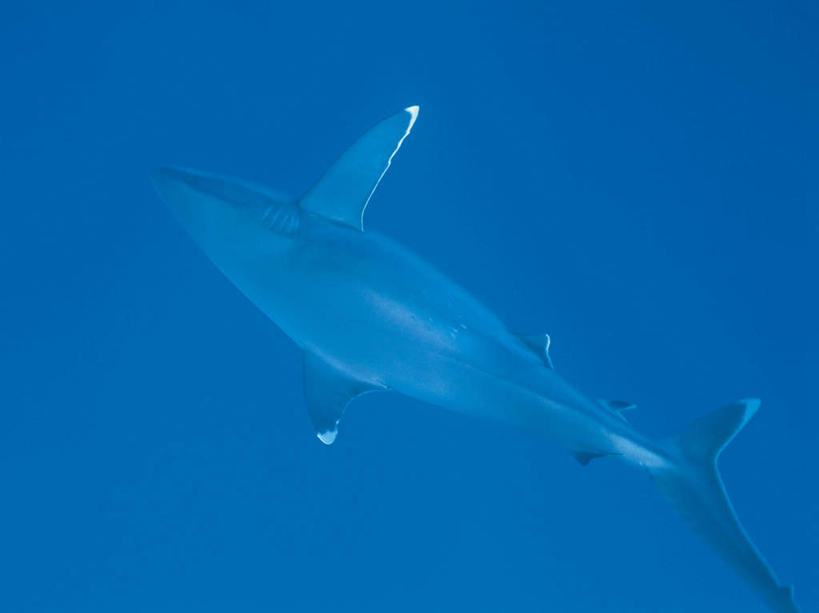 游泳,无人,横图,室外,白天,正面,海底,水下,海浪,海洋,美景,鲨鱼,野生动物,一头,透明,景观,浪花,水底,蓝色,自然,海水,动物,景色,海底世界,自然风光,凶猛,海景,理智,沉静,泅水,冷色,高深,冷淡,拍浮,真鲨,白眼鲛,加勒比真鲨,残暴,凶残,大海,风浪,海,海床,海水的波动,近岸浪,涌浪,沙鱼,彩图,全身