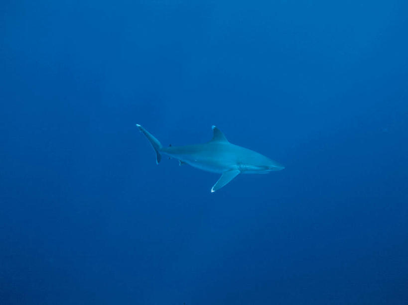 游泳,无人,横图,室外,白天,正面,海底,水下,海浪,海洋,美景,鲨鱼,野生动物,一头,透明,景观,浪花,水底,蓝色,自然,海水,动物,景色,海底世界,自然风光,凶猛,海景,理智,沉静,泅水,冷色,高深,冷淡,拍浮,真鲨,白眼鲛,加勒比真鲨,残暴,凶残,大海,风浪,海,海床,海水的波动,近岸浪,涌浪,沙鱼,彩图,全身