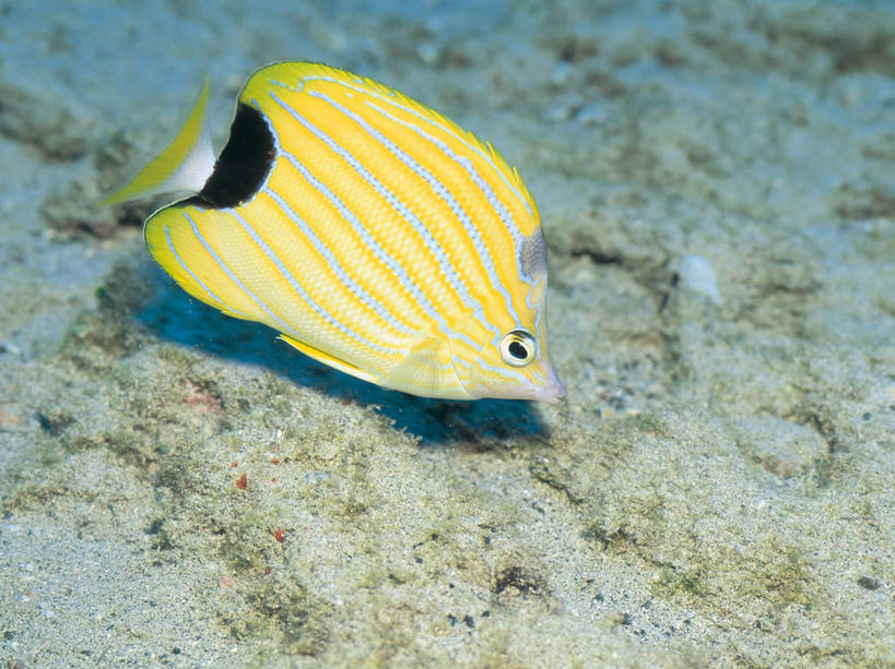 游泳,无人,横图,俯视,室外,白天,海底,水下,海浪,海洋,美景,热带鱼,一条,条纹,鱼,景观,浪花,水底,注视,鱼类,海洋生物,黄色,自然,海水,观察,看,景色,海底世界,观看,察看,关注,自然风光,水生动物,水生物,蝴蝶鱼,海景,海底动物,泅水,拍浮,大海,风浪,海,海床,海水的波动,近岸浪,涌浪,彩图,高角度拍摄,全身