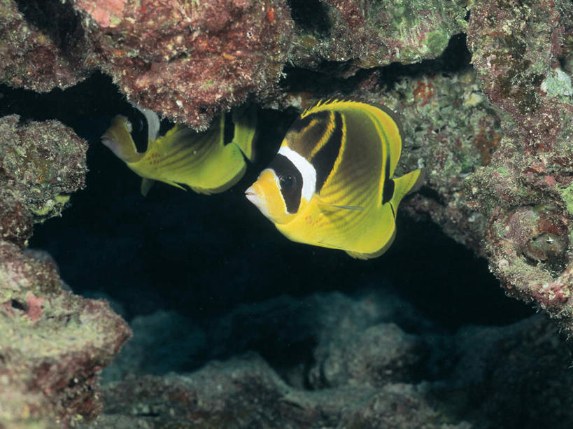 游泳,无人,横图,室外,白天,正面,海底,水下,海浪,海洋,美景,热带鱼,两条,鱼,景观,浪花,水底,注视,鱼类,海洋生物,黄色,自然,海水,观察,看,景色,海底世界,观看,察看,关注,自然风光,水生动物,水生物,蝴蝶鱼,海景,海底动物,泅水,拍浮,大海,风浪,海,海床,海水的波动,近岸浪,涌浪,彩图,全身,新月蝴蝶鱼,月眉蝶