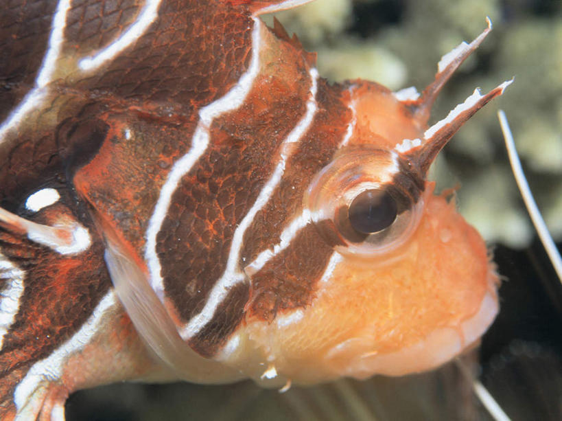 游泳,头,无人,横图,室外,特写,白天,正面,海底,水下,海浪,海洋,美景,一条,朦胧,模糊,景观,浪花,水底,注视,海洋生物,自然,海水,观察,看,景色,海底世界,观看,狮子鱼,察看,关注,自然风光,水生动物,水生物,海景,海底动物,蓑鲉,泅水,伤害,拍浮,毒物,危险,头部,大海,风浪,海,海床,海水的波动,近岸浪,涌浪,半身,彩图