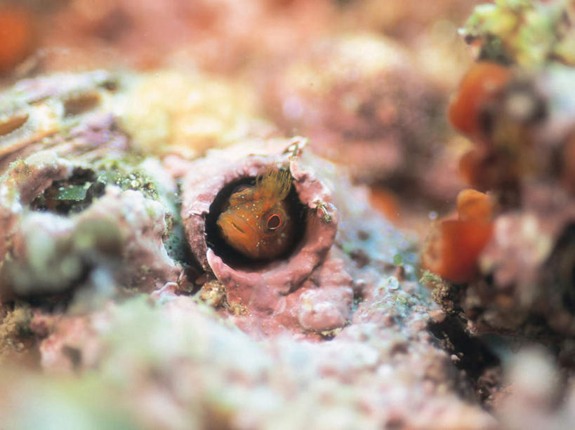 游泳,无人,横图,室外,白天,正面,海底,水下,海浪,海洋,美景,一条,朦胧,模糊,鱼,景观,浪花,水底,注视,鱼类,海洋生物,自然,海水,观察,看,景色,海底世界,观看,察看,关注,自然风光,水生动物,水生物,海景,海底动物,鲇鱼,塘鲺,泅水,拍浮,大海,风浪,海,海床,海水的波动,近岸浪,涌浪,塘虱鱼,塘虱,黏鱼,胡子鲢,彩图,全身