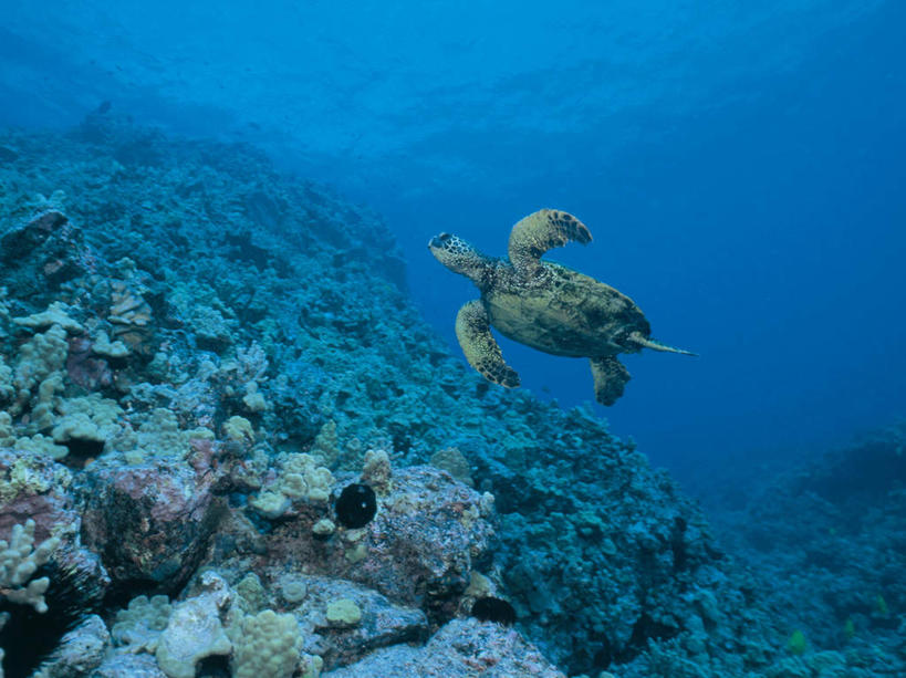 游泳,无人,横图,室外,白天,仰视,海底,水下,海浪,海洋,美景,龟,一头,景观,浪花,水底,海洋生物,自然,海水,健康,景色,海底世界,石龟,绿海龟,自然风光,水生动物,坚定,水生物,海景,海底动物,绿蠵龟,长寿,泅水,拍浮,大海,风浪,海,海床,海水的波动,近岸浪,涌浪,海龟,彩图,低角度拍摄,全身
