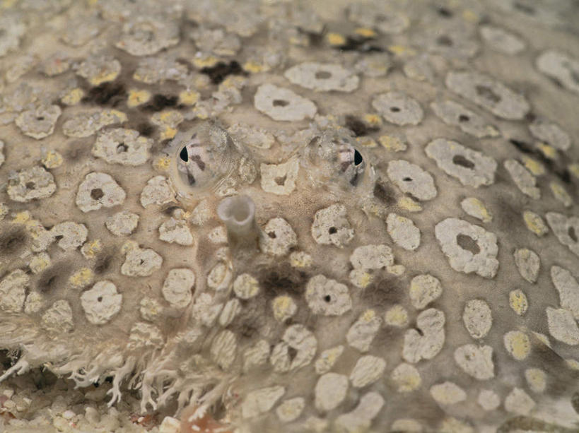 无人,横图,室外,特写,白天,正面,海底,水下,海浪,海洋,美景,一条,鱼,景观,浪花,水底,鱼类,海洋生物,自然,海水,景色,海底世界,自然风光,水生动物,水生物,海景,海底动物,蝶鱼,大海,风浪,海,海床,海水的波动,近岸浪,涌浪,半身,彩图,孔雀鲆,鲆鲽