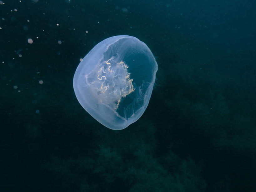 无人,横图,室外,白天,正面,海底,水下,海浪,海洋,美景,景观,浪花,水底,美丽,海洋生物,无脊椎动物,一只,自然,海水,景色,海底世界,自然风光,水生动物,浮游动物,水生物,凶猛,海景,海底动物,大海,风浪,海,海床,海水的波动,近岸浪,涌浪,水母,彩图,全身