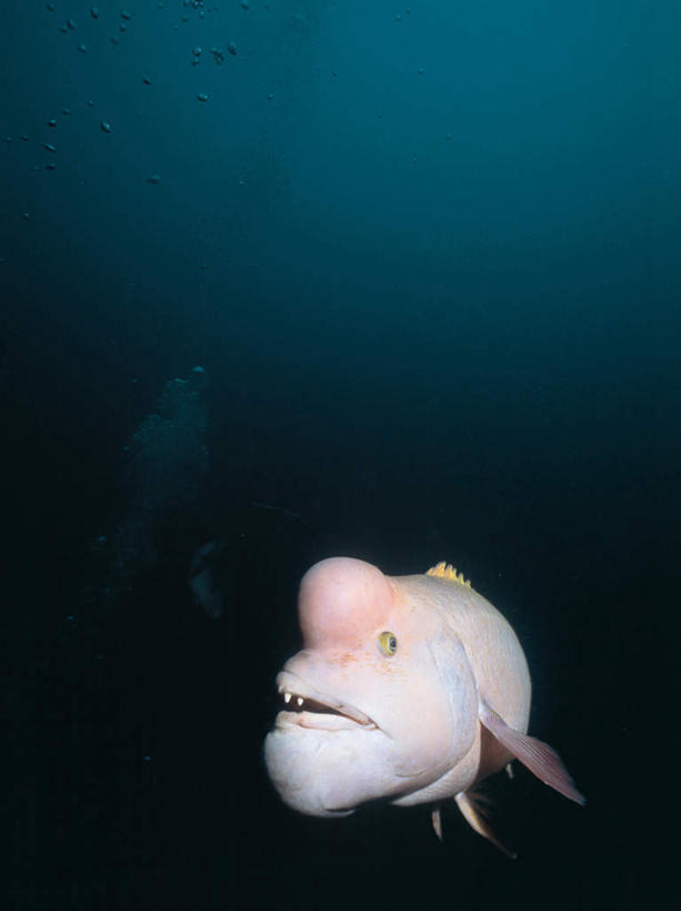 游泳,无人,竖图,室外,白天,正面,海底,水下,海浪,海洋,美景,一条,鱼,景观,浪花,水底,注视,鱼类,海洋生物,自然,海水,观察,看,景色,海底世界,观看,苏眉鱼,察看,关注,自然风光,水生动物,水生物,海景,海底动物,泅水,波纹唇鱼,波纹鱼,濑鱼,隆头鱼,苏眉,拍浮,大海,风浪,海,海床,海水的波动,近岸浪,涌浪,彩图,全身