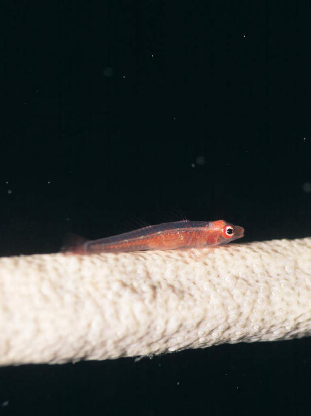 无人,竖图,室外,白天,正面,海底,水下,海浪,海洋,美景,一条,鱼,海蛞蝓,贝类,景观,浪花,水底,鱼类,海洋生物,自然,海水,景色,海底世界,软体动物,海兔,自然风光,水生动物,水生物,海景,海底动物,海兔螺,虾虎鱼,大海,风浪,海,海床,海水的波动,近岸浪,涌浪,彩图,全身