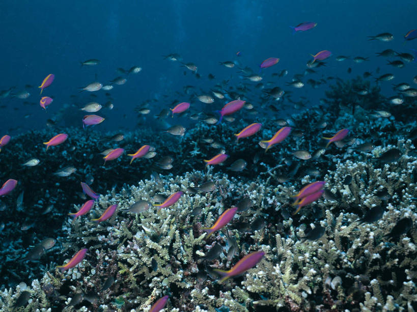 游泳,无人,横图,室外,白天,侧面,海底,水下,海浪,海洋,美景,一群,许多,透明,鱼,珊瑚,景观,浪花,水底,很多,注视,珊瑚礁,鱼类,海洋生物,蓝色,自然,海水,观察,看,景色,海底世界,观看,察看,关注,自然风光,水生动物,水生物,海景,海底动物,海底礁,理智,沉静,泅水,冷色,高深,冷淡,拍浮,宝石斑鱼,宝石鲈,宝石鱼,大海,风浪,海,海床,海水的波动,礁,近岸浪,岩石,涌浪,彩图,全身