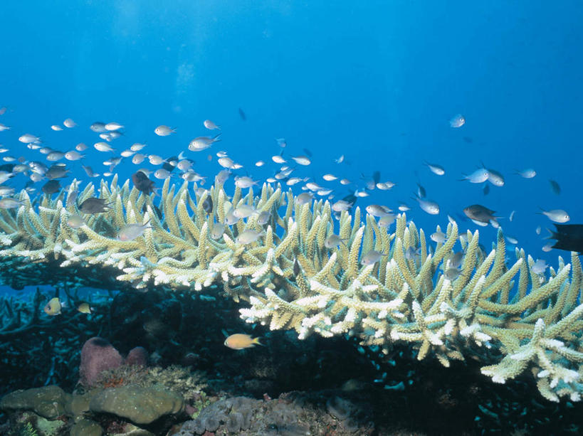 游泳,无人,横图,室外,白天,正面,海底,水下,海浪,海洋,美景,一群,许多,透明,鱼,珊瑚,景观,浪花,水底,很多,注视,珊瑚礁,鱼类,海洋生物,蓝色,自然,海水,观察,看,景色,海底世界,观看,察看,关注,自然风光,水生动物,水生物,海景,海底动物,海底礁,理智,沉静,泅水,冷色,高深,冷淡,拍浮,宝石斑鱼,宝石鲈,宝石鱼,大海,风浪,海,海床,海水的波动,礁,近岸浪,岩石,涌浪,彩图,全身