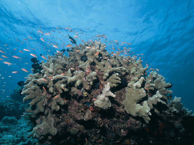 游泳,无人,横图,室外,白天,仰视,海底,水下,海浪,海洋,美景,一群,许多,透明,鱼,珊瑚,景观,浪花,水底,很多,注视,珊瑚礁,鱼类,海洋生物,蓝色,自然,海水,观察,看,景色,海底世界,观看,察看,关注,自然风光,水生动物,水生物,海景,海底动物,海底礁,理智,沉静,泅水,冷色,高深,冷淡,拍浮,宝石斑鱼,宝石鲈,宝石鱼,大海,风浪,海,海床,海水的波动,礁,近岸浪,岩石,涌浪,彩图,低角度拍摄,全身