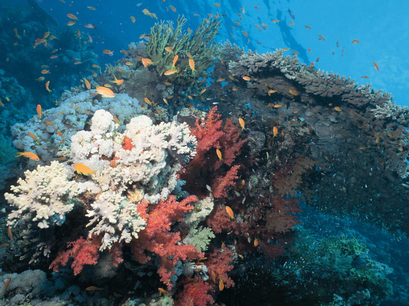 游泳,无人,横图,室外,白天,正面,海底,水下,海浪,海洋,美景,一群,许多,透明,鱼,珊瑚,景观,浪花,水底,很多,注视,珊瑚礁,鱼类,海洋生物,蓝色,自然,海水,观察,看,景色,海底世界,观看,察看,关注,自然风光,水生动物,水生物,海景,海底动物,海底礁,理智,沉静,泅水,冷色,高深,冷淡,拍浮,宝石斑鱼,宝石鲈,宝石鱼,大海,风浪,海,海床,海水的波动,礁,近岸浪,岩石,涌浪,彩图,全身