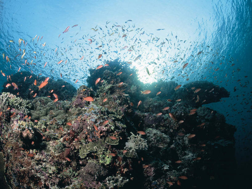 游泳,无人,横图,室外,白天,正面,海底,水下,海浪,海洋,石头,美景,一群,许多,阴影,透明,光线,鱼,珊瑚,石子,影子,景观,浪花,水底,很多,注视,珊瑚礁,鱼类,海洋生物,蓝色,阳光,自然,海水,观察,看,景色,海底世界,观看,察看,关注,自然风光,水生动物,水生物,海景,海底动物,海底礁,理智,沉静,泅水,冷色,高深,冷淡,拍浮,宝石斑鱼,宝石鲈,宝石鱼,大海,风浪,海,海床,海水的波动,礁,近岸浪,石块,岩石,涌浪,彩图,全身