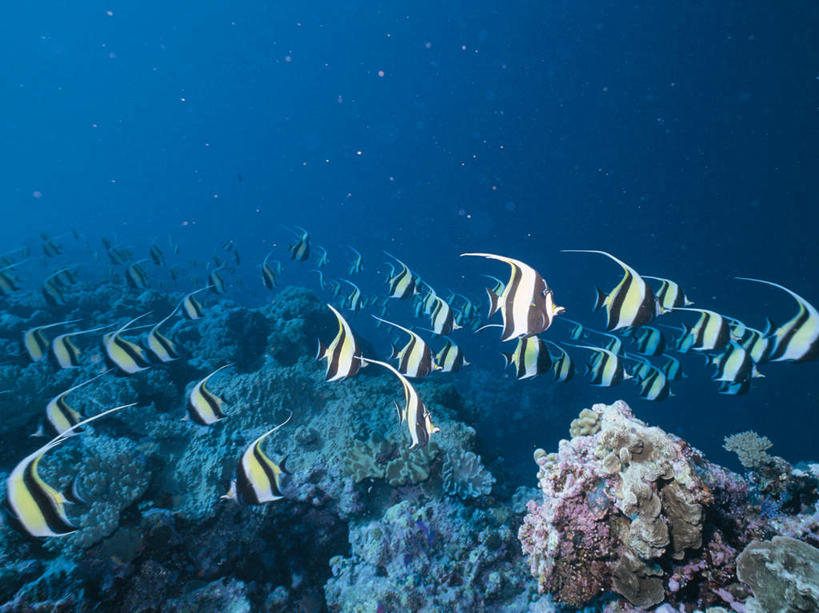 游泳,无人,横图,室外,白天,正面,海底,水下,海浪,海洋,石头,美景,一群,许多,透明,鱼,珊瑚,石子,景观,浪花,水底,很多,注视,珊瑚礁,鱼类,海洋生物,蓝色,自然,海水,观察,看,景色,海底世界,观看,察看,关注,自然风光,水生动物,水生物,海景,海底动物,海底礁,理智,沉静,泅水,冷色,高深,冷淡,拍浮,长鳍关刀,蝶鱼,黑白关刀,黑白关刀鱼,马夫鱼,旗珊瑚鱼,头巾蝶鱼,大海,风浪,海,海床,海水的波动,礁,近岸浪,石块,岩石,涌浪,彩图,全身