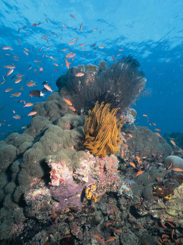 游泳,无人,竖图,室外,白天,正面,海底,水下,海浪,海洋,石头,美景,一群,许多,透明,鱼,珊瑚,石子,景观,浪花,水底,很多,注视,珊瑚礁,鱼类,海洋生物,蓝色,自然,海水,观察,看,景色,海底世界,观看,察看,关注,自然风光,水生动物,水生物,海景,海底动物,海底礁,理智,沉静,泅水,冷色,高深,冷淡,拍浮,宝石斑鱼,宝石鲈,宝石鱼,大海,风浪,海,海床,海水的波动,礁,近岸浪,石块,岩石,涌浪,彩图,全身