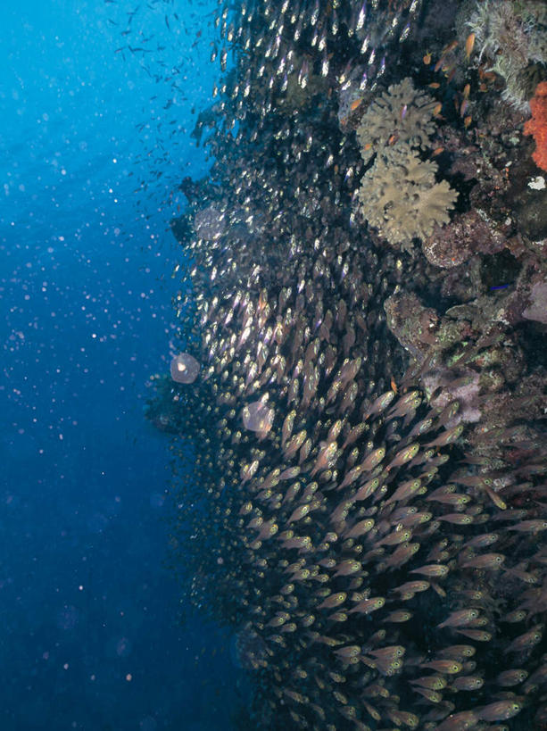 游泳,无人,竖图,室外,白天,正面,海底,水下,海浪,海洋,石头,美景,一群,许多,透明,鱼,珊瑚,石子,景观,浪花,水底,很多,注视,珊瑚礁,鱼类,海洋生物,蓝色,自然,海水,观察,看,景色,海底世界,观看,察看,关注,自然风光,水生动物,水生物,海景,海底动物,海底礁,理智,沉静,泅水,冷色,高深,冷淡,拍浮,宝石斑鱼,宝石鲈,宝石鱼,大海,风浪,海,海床,海水的波动,礁,近岸浪,石块,岩石,涌浪,彩图,全身