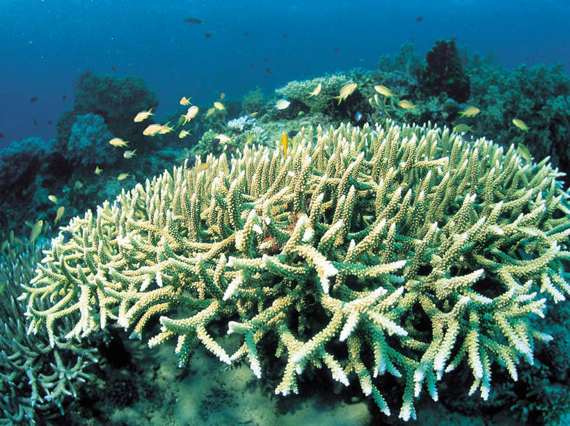 游泳,无人,横图,室外,白天,正面,海底,水下,海浪,海洋,美景,一群,许多,鱼,景观,浪花,水底,很多,鱼类,海洋生物,无脊椎动物,自然,海水,景色,海底世界,腔肠动物,硬珊瑚,自然风光,水生动物,水生物,海景,海底动物,泅水,珊瑚虫,拍浮,大海,风浪,海,海床,海水的波动,近岸浪,涌浪,彩图,全身