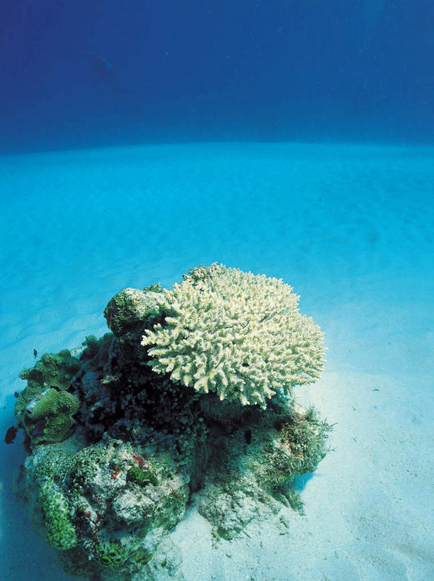 无人,竖图,室外,白天,正面,海底,水下,海浪,海洋,美景,景观,浪花,水底,海洋生物,无脊椎动物,自然,海水,景色,海底世界,腔肠动物,硬珊瑚,自然风光,海景,珊瑚虫,大海,风浪,海,海床,海水的波动,近岸浪,涌浪,彩图,全身