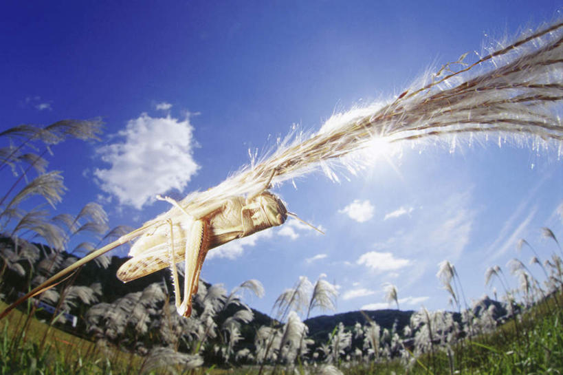 无人,横图,室外,特写,白天,广角镜头,鱼眼镜头,仰视,旅游,度假,草地,草坪,美景,植物,阴影,光线,昆虫,影子,景观,云,云朵,云彩,停留,娱乐,草,一只,蓝色,绿色,白云,蓝天,天空,阳光,自然,动物,天,享受,休闲,景色,放松,晴朗,停止,蝗虫,自然风光,害虫,逗留,停顿,晴空,彩图,低角度拍摄,全身