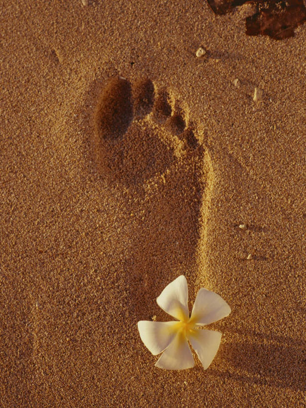 无人,竖图,俯视,室外,特写,白天,沙滩,脚印,阴影,盛开,光线,沙子,影子,海岸,沙地,花蕾,赤素馨花,花,花瓣,花朵,鲜花,一朵,黄色,白色,阳光,花苞,花蕊,足迹,缅栀子,蛋黄花,鸡蛋花,缅栀花,行踪,脚迹,大季花,印度素馨,海滩,彩图,高角度拍摄