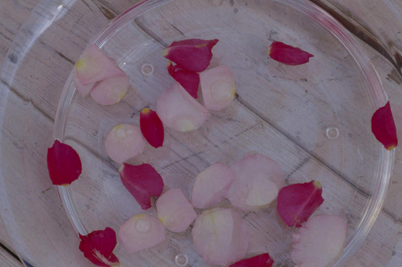 无人,横图,俯视,室内,特写,白天,爱情,幸福,纯洁,热情,桌面,桌子,玫瑰,阴影,反射,木制,影子,塑料,玫瑰花,浪漫,花蕾,干净,洗脚,花,花瓣,木制品,容器,塑料制品,花苞,花蕊,清洁,享受,健康,温暖,温馨,恩爱,放松,保健,足浴,储藏,和睦,卫生,储存,感动,尊敬,天真,刺玫花,徘徊花,清洗,彩图,高角度拍摄,融洽,贮存