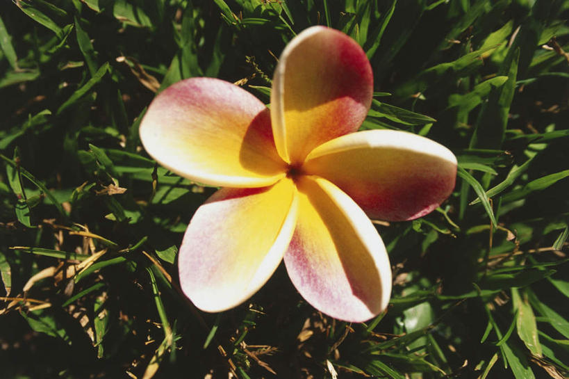 无人,横图,俯视,室外,特写,白天,草地,草坪,岛屿,美景,植物,夏威夷,美国,阴影,朦胧,模糊,盛开,光线,影子,景观,花蕾,草,赤素馨花,花,花瓣,花朵,鲜花,一朵,绿色,阳光,自然,花苞,花蕊,景色,北美,北美洲,自然风光,美洲,缅栀子,夏威夷岛,夏威夷州,爱洛哈之州,北亚美利加洲,亚美利加洲,蛋黄花,鸡蛋花,缅栀花,大岛,大季花,印度素馨,列岛,群岛,诸岛,彩图,高角度拍摄