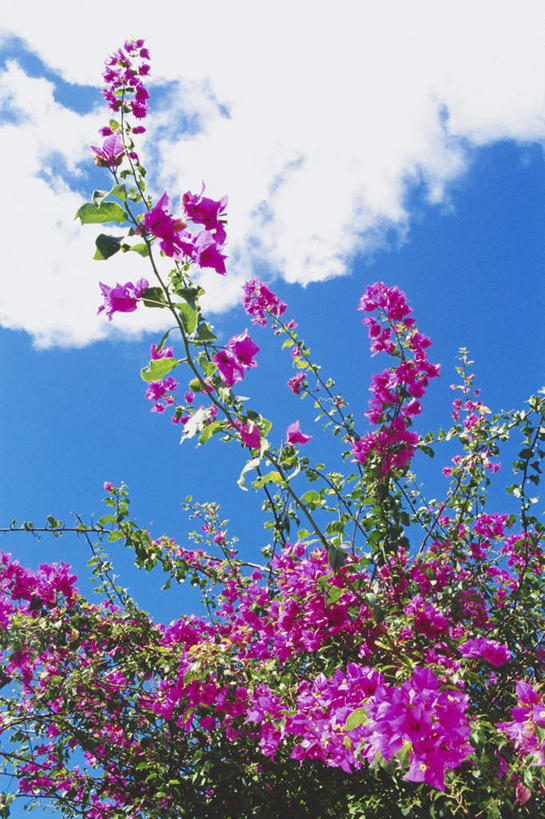 无人,竖图,室外,特写,白天,仰视,岛屿,美景,夏威夷,美国,阴影,盛开,光线,影子,景观,云,云朵,木槿,木槿花,美丽,花蕾,云彩,花,花瓣,花朵,鲜花,红色,蓝色,白云,蓝天,天空,阳光,自然,天,花苞,花蕊,景色,晴朗,北美,北美洲,坚韧,自然风光,美洲,夏威夷岛,夏威夷州,爱洛哈之州,永恒,北亚美利加洲,亚美利加洲,质朴,无穷花,大岛,列岛,群岛,诸岛,晴空,彩图,低角度拍摄