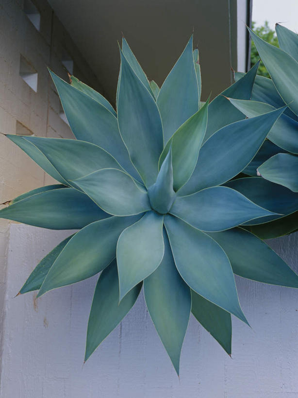 无人,竖图,俯视,室外,特写,白天,爱情,岛屿,美景,叶子,夏威夷,美国,景观,宝石花,绿叶,自然,嫩叶,景色,石莲花,北美,北美洲,自然风光,美洲,夏威夷岛,夏威夷州,爱洛哈之州,北亚美利加洲,亚美利加洲,勤劳,大岛,叶,叶片,列岛,群岛,诸岛,彩图,高角度拍摄